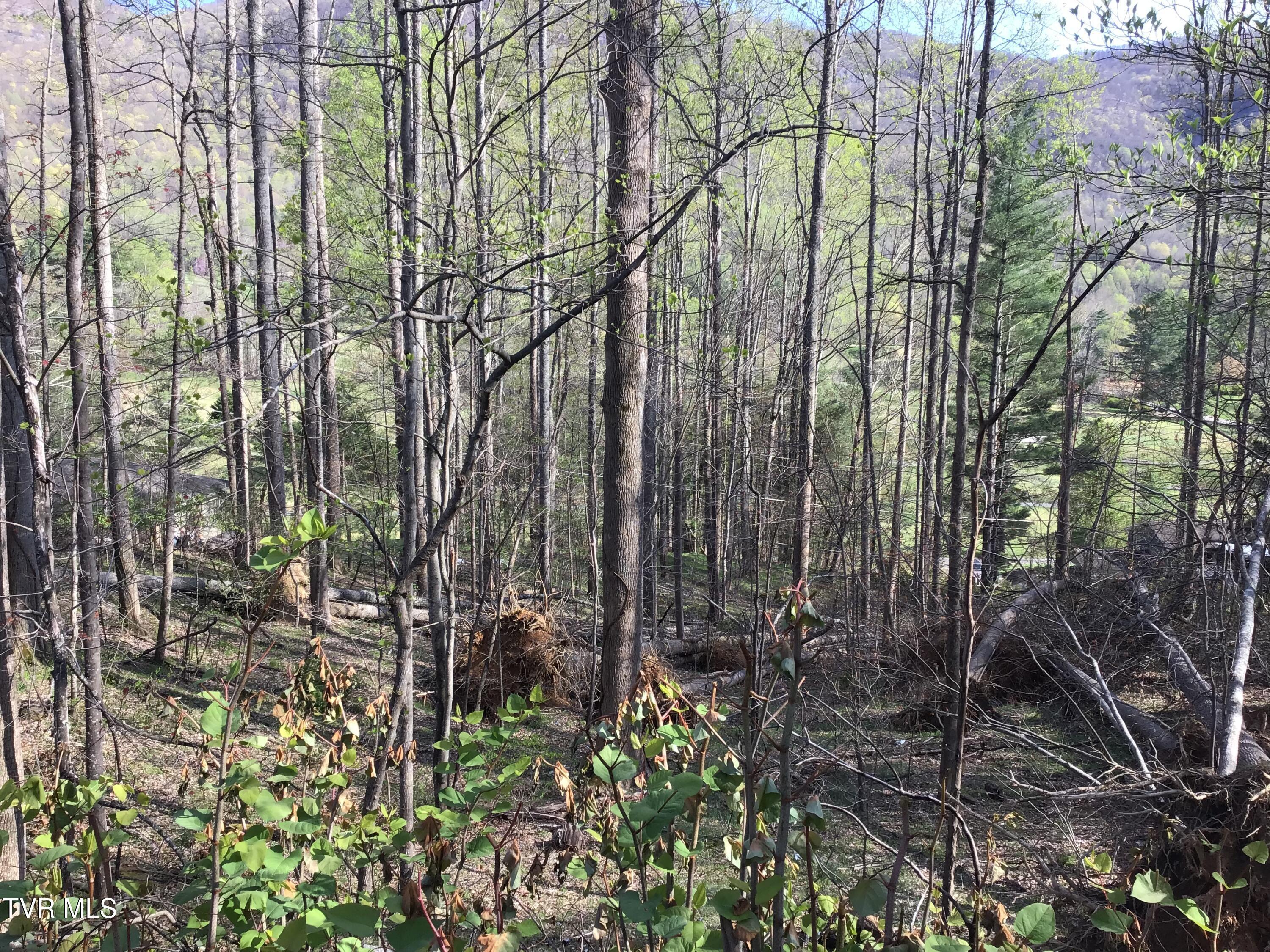 Image 3: VIEW FROM WEDGEWOOD DR
