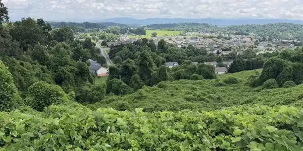 752 Birds Eye View