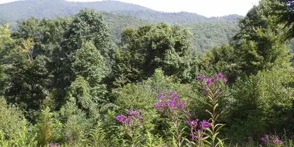 Image 2: Landscaped by Nature