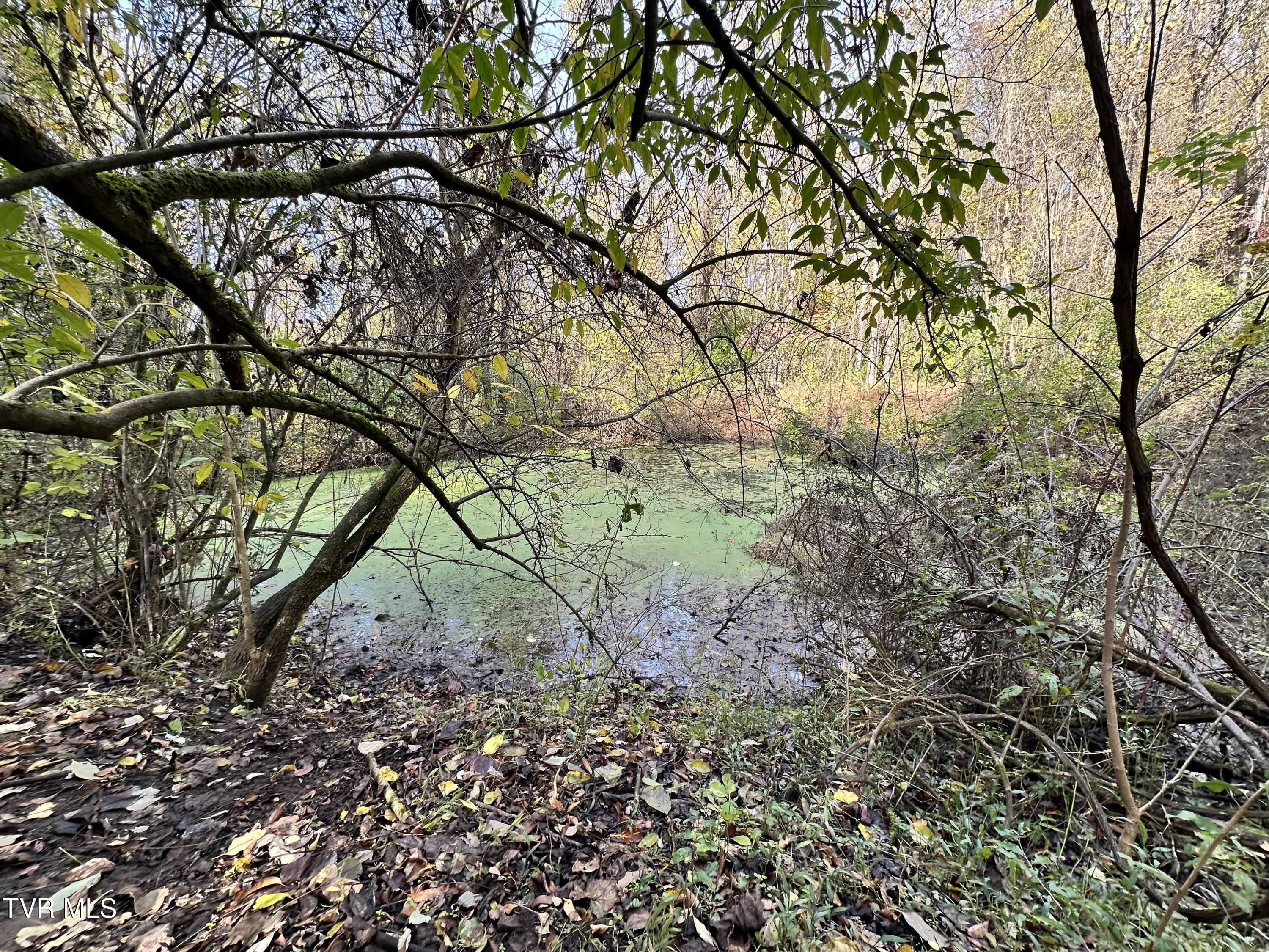 Image 4: Pond 1