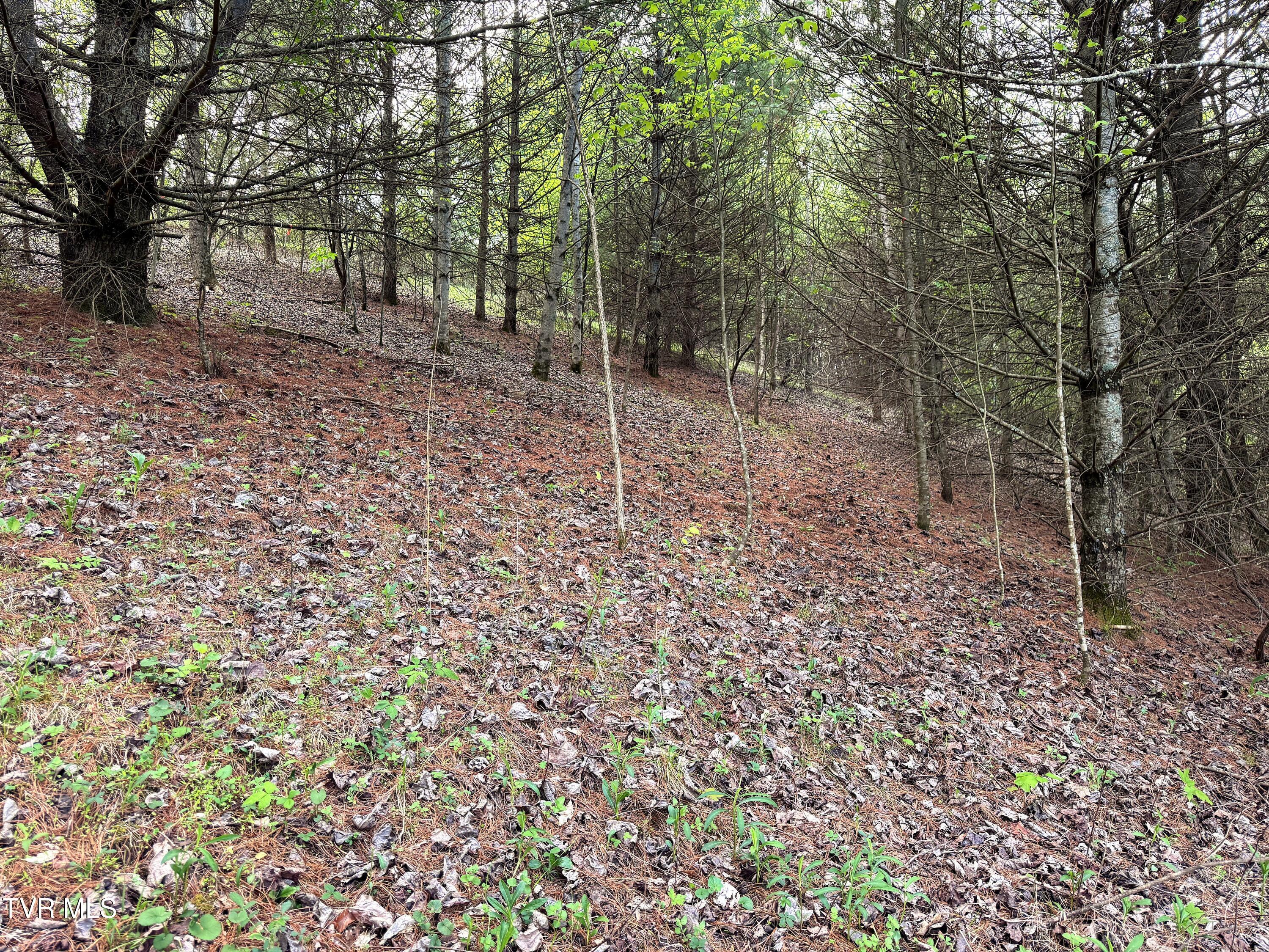 Image 3: Lot 11 (3)