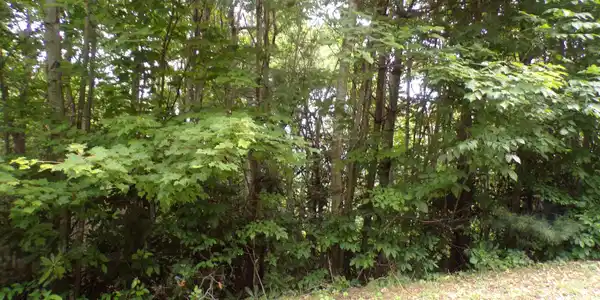 000 Callalantee Drive