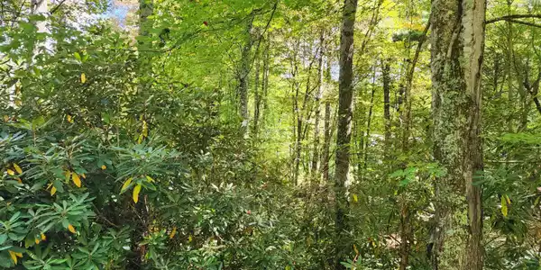 Lot 4 Myrtle Drive