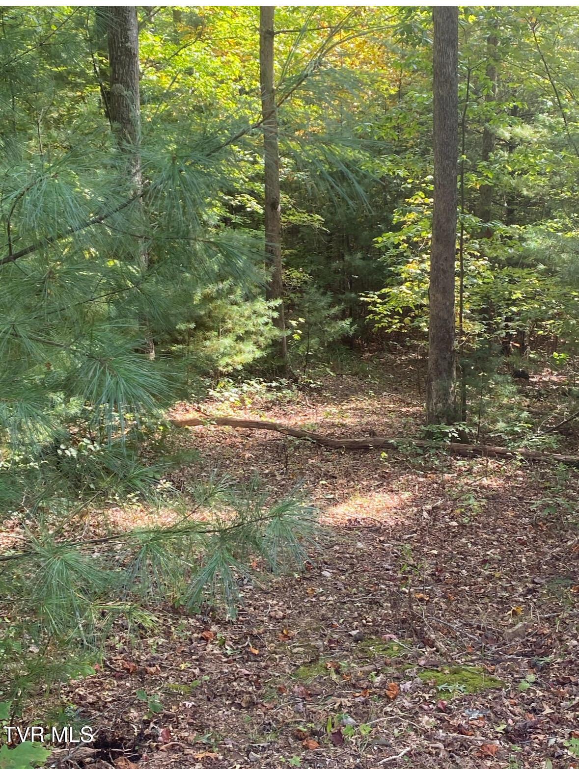 Image 4: IMG_6024