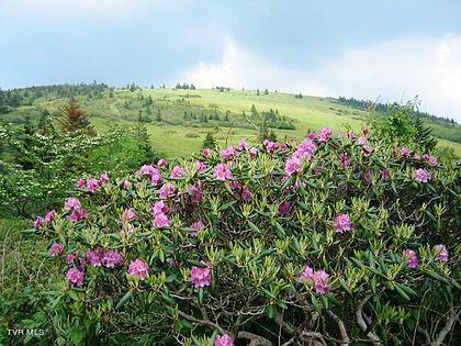 Image 4: IMG_0073