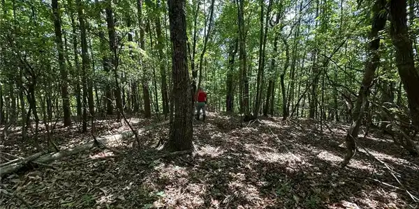 Image 4: Potential homesite