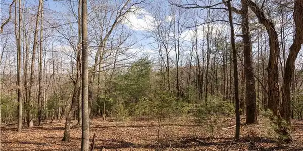 TBD Fox Squirrel Circle