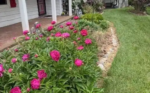 Image 2: front flowers