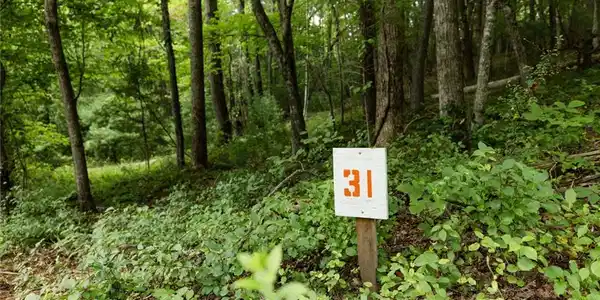 Image 3: Lot 31