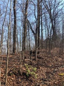0 Ash Branch View
