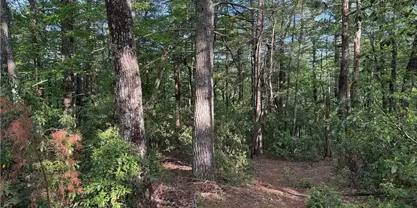 Image 3: Lot 27 - 11.8 acres