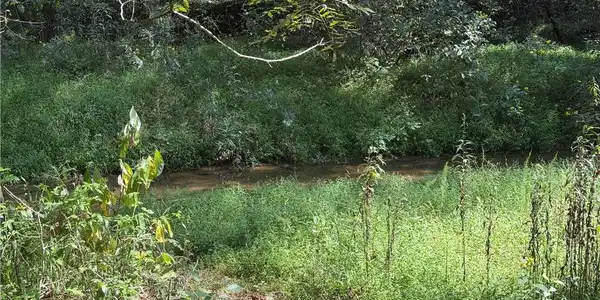 Image 4: Photo of creek in Common Area behind Zinzendorf lots