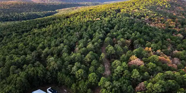 Image 4: Expansive natural landscape featuring dense tree c