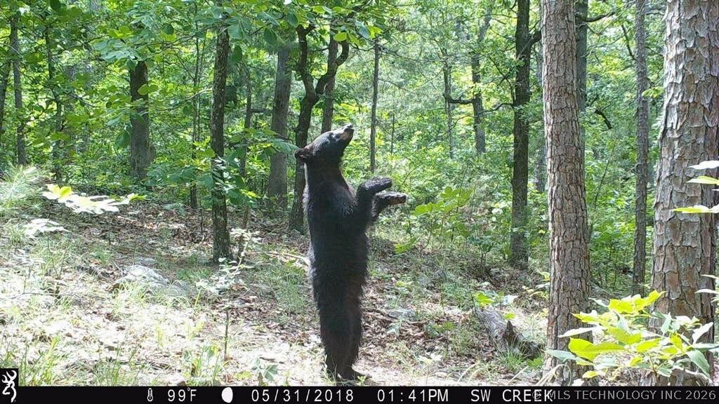 Image 2: Bear near cabin 2