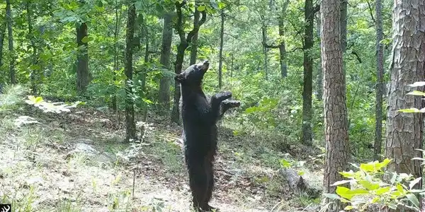 Image 2: Bear near cabin 2