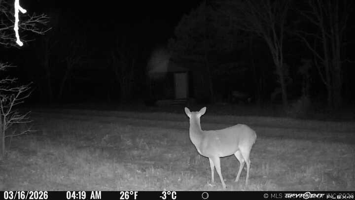 Image 3: cabin 1 deer cam Feral Hog)