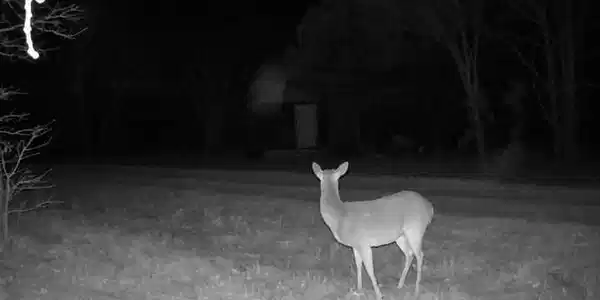 Image 3: cabin 1 deer cam Feral Hog)