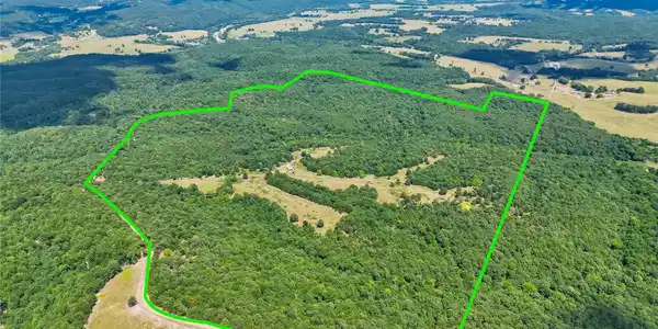Image 3: Expansive undeveloped land featuring mature trees