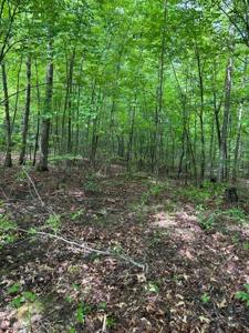 Lot 335 Flat Top View