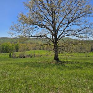 559 Pleasant Shade Lane