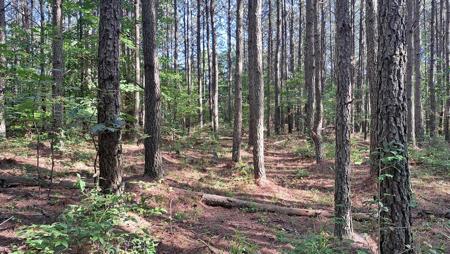 Tract 6 Airport Rd &ndash; Piney Creek Acres