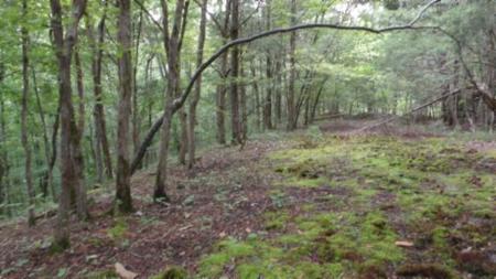 2.64ac Old Hwy 53 S.