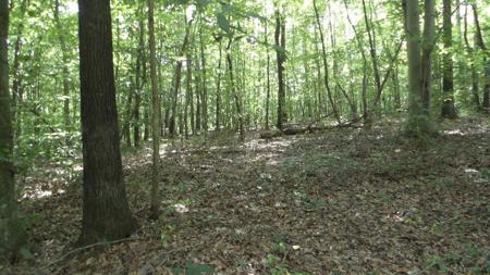 75.54ac Denton Rd