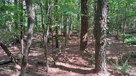 Tract 13 Airport Rd &ndash; Piney Creek Acres