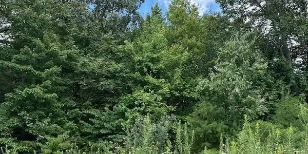 Lot 89 Bobcat Lane