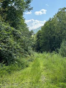 Smokey Creek