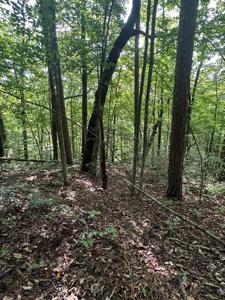 Lot 371 East Obey Lane
