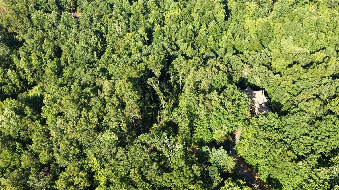 Image 4: A secluded dwelling is nestled within a dense, ver