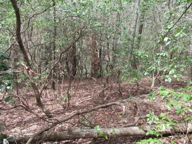Image 3: This tranquil wooded lot offers abundant natural b