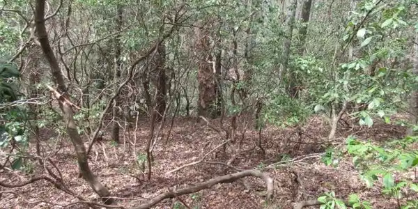 Image 3: This tranquil wooded lot offers abundant natural b