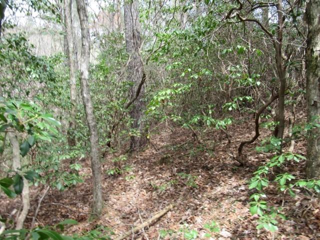 Image 4: This serene woodland provides a natural retreat, p