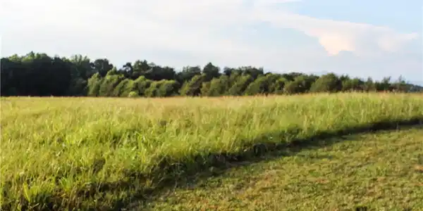 Image 4: A verdant, open field extends towards a dense tree