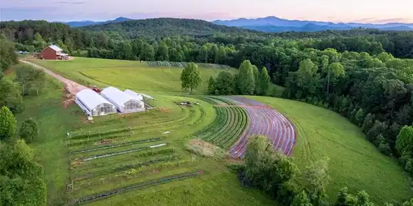 Image 4: Rolling green hills and structured cultivation fie