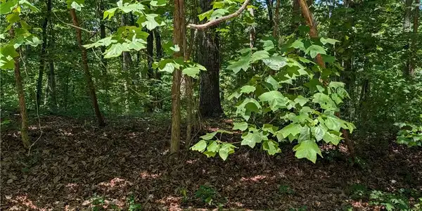 Image 3: Mature trees and natural ground cover define this