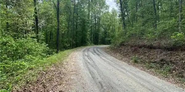 Image 4: A winding gravel path through a verdant, mature tr